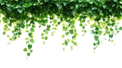 Lush green vines with heart-shaped leaves hanging against a white background.