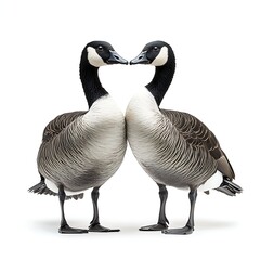Two geese facing each other, love heart, studio shot