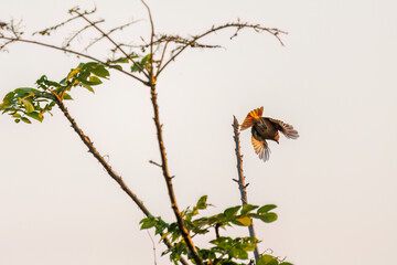 雌の飛び出し飛翔する可愛いジョウビタキ（ヒタキ科）
英名学名：Daurian Redstart (Phoenicurus auroreus)
埼玉県鴻巣市市荒川河川敷-2024

