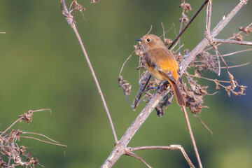 雌の可愛いジョウビタキ（ヒタキ科）
英名学名：Daurian Redstart (Phoenicurus auroreus)
埼玉県鴻巣市市荒川河川敷-2024


