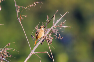 雌の可愛いジョウビタキ（ヒタキ科）
英名学名：Daurian Redstart (Phoenicurus...