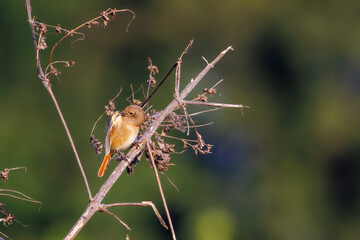 雌の可愛いジョウビタキ（ヒタキ科）
英名学名：Daurian Redstart (Phoenicurus auroreus)
埼玉県鴻巣市市荒川河川敷-2024


