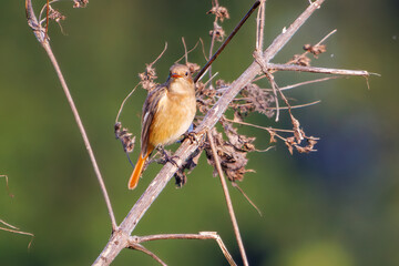 雌の可愛いジョウビタキ（ヒタキ科）
英名学名：Daurian Redstart (Phoenicurus...