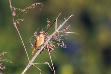 雌の可愛いジョウビタキ（ヒタキ科）
英名学名：Daurian Redstart (Phoenicurus auroreus)
埼玉県鴻巣市市荒川河川敷-2024


