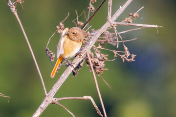 雌の可愛いジョウビタキ（ヒタキ科）
英名学名：Daurian Redstart (Phoenicurus auroreus)
埼玉県鴻巣市市荒川河川敷-2024


