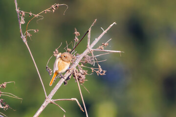 雌の可愛いジョウビタキ（ヒタキ科）
英名学名：Daurian Redstart (Phoenicurus...
