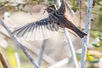 さえずりながら飛翔する美しいヒバリ（ヒバリ科）
英名学名：Eurasian skylark (Alauda arvensis, family comprising skylarks)
埼玉県鴻巣市市荒川河川敷-2024
