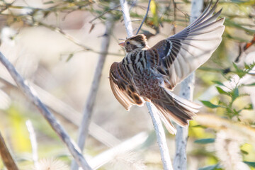 さえずりながら飛翔する美しいヒバリ（ヒバリ科）
英名学名：Eurasian skylark (Alauda arvensis, family comprising skylarks)
埼玉県鴻巣市市荒川河川敷-2024
