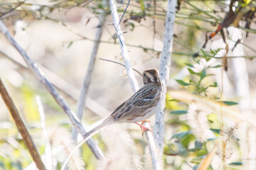さえずりながら飛翔する美しいヒバリ（ヒバリ科）
英名学名：Eurasian skylark (Alauda arvensis, family comprising skylarks)
埼玉県鴻巣市市荒川河川敷-2024
