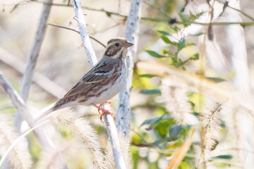 さえずりながら飛翔する美しいヒバリ（ヒバリ科）
英名学名：Eurasian skylark (Alauda arvensis, family comprising skylarks)
埼玉県鴻巣市市荒川河川敷-2024
