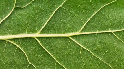 Fototapeta premium A close-up image of a green leaf showcasing its intricate veins and texture.