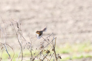 飛翔する美しいモズ（モズ科）
英名学名：Bull-headed shrike (Lanius bucephalus)
埼玉県鴻巣市市荒川河川敷-2024
