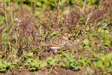 美しいヒバリ（ヒバリ科）
英名学名：Eurasian skylark (Alauda arvensis, family comprising skylarks)
コスモスフェスティバル（コスモスアリーナふきあげ）
埼玉県鴻巣市-2024
