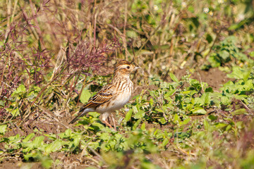 美しいヒバリ（ヒバリ科）
英名学名：Eurasian skylark (Alauda arvensis, family comprising skylarks)
コスモスフェスティバル（コスモスアリーナふきあげ）
埼玉県鴻巣市-2024
