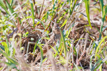 美しいヒバリ（ヒバリ科）
英名学名：Eurasian skylark (Alauda arvensis, family comprising skylarks)
コスモスフェスティバル（コスモスアリーナふきあげ）
埼玉県鴻巣市-2024
