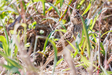 美しいヒバリ（ヒバリ科）
英名学名：Eurasian skylark (Alauda arvensis, family comprising skylarks)
コスモスフェスティバル（コスモスアリーナふきあげ）
埼玉県鴻巣市-2024
