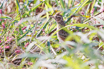 美しいヒバリ（ヒバリ科）
英名学名：Eurasian skylark (Alauda arvensis, family comprising skylarks)
コスモスフェスティバル（コスモスアリーナふきあげ）
埼玉県鴻巣市-2024
