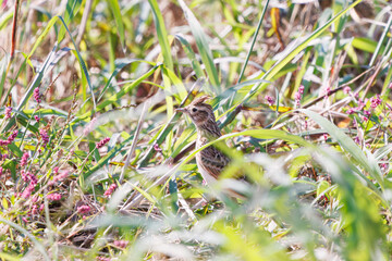 美しいヒバリ（ヒバリ科）
英名学名：Eurasian skylark (Alauda arvensis, family comprising skylarks)
コスモスフェスティバル（コスモスアリーナふきあげ）
埼玉県鴻巣市-2024
