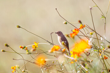 雌の花の中に佇む可愛いジョウビタキ（ヒタキ科）
英名学名：Daurian...
