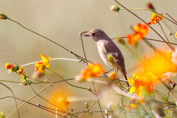 雌の花の中に佇む可愛いジョウビタキ（ヒタキ科）
英名学名：Daurian Redstart (Phoenicurus auroreus)

コスモスフェスティバル（コスモスアリーナふきあげ）
埼玉県鴻巣市-2024
