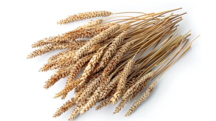 Dried Wheat Sprigs on a White Background