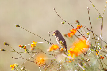 雌の花の中に佇む可愛いジョウビタキ（ヒタキ科）
英名学名：Daurian Redstart (Phoenicurus auroreus)

コスモスフェスティバル（コスモスアリーナふきあげ）
埼玉県鴻巣市-2024

