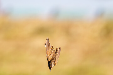 飛翔する可愛いホオジロ（ホオジロ科）
英名学名：Meadow Bunting (Emberiza cioides),
コスモスフェスティバル（コスモスアリーナふきあげ）
埼玉県鴻巣市-2024
