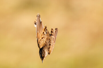 飛翔する可愛いホオジロ（ホオジロ科）
英名学名：Meadow Bunting (Emberiza cioides),
コスモスフェスティバル（コスモスアリーナふきあげ）
埼玉県鴻巣市-2024
