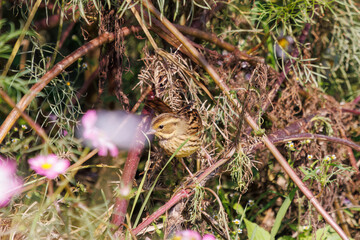 花の中で餌を探す可愛いホオジロ（ホオジロ科）
英名学名：Meadow Bunting...