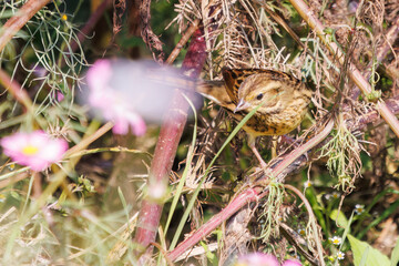花の中で餌を探す可愛いホオジロ（ホオジロ科）
英名学名：Meadow Bunting (Emberiza cioides, family comprising buntings) 
コスモスフェスティバル（コスモスアリーナふきあげ）
埼玉県鴻巣市-2024
