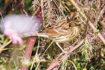 花の中で餌を探す可愛いホオジロ（ホオジロ科）
英名学名：Meadow Bunting (Emberiza cioides, family comprising buntings) 
コスモスフェスティバル（コスモスアリーナふきあげ）
埼玉県鴻巣市-2024
