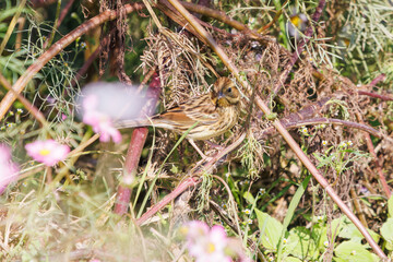 花の中で餌を探す可愛いホオジロ（ホオジロ科）
英名学名：Meadow Bunting (Emberiza cioides, family comprising buntings) 
コスモスフェスティバル（コスモスアリーナふきあげ）
埼玉県鴻巣市-2024
