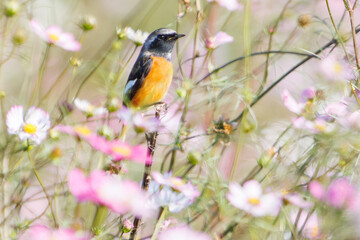 雄の
花の中に佇む可愛いジョウビタキ（ヒタキ科）
英名学名：Daurian Redstart (Phoenicurus auroreus)
コスモスフェスティバル（コスモスアリーナふきあげ）
埼玉県鴻巣市-2024
