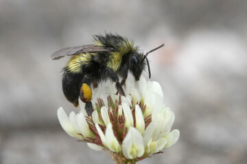 Closeup on a wed Sitka bumblebee, Bombus sitkensis on a white clover at Crescent city, North...