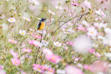 雄の
花の中に佇む可愛いジョウビタキ（ヒタキ科）
英名学名：Daurian Redstart (Phoenicurus auroreus)
コスモスフェスティバル（コスモスアリーナふきあげ）
埼玉県鴻巣市-2024
