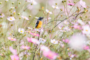 雄の
花の中に佇む可愛いジョウビタキ（ヒタキ科）
英名学名：Daurian...