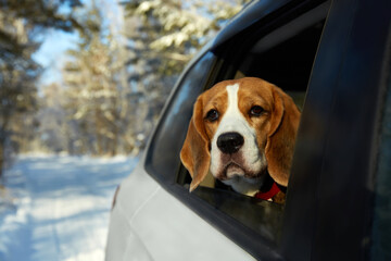 Beagle enjoys a winter drive with head out of the car window in a snowy forest. 