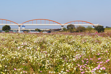 大芦橋と満開のコスモスが咲く、コスモスフェスティバル（コスモスアリーナふきあげ）
埼玉県鴻巣市-2024
