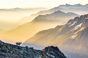 Mountain Goat at sunrise at Sahale Glacier camp, North Cascades National Park, Washington