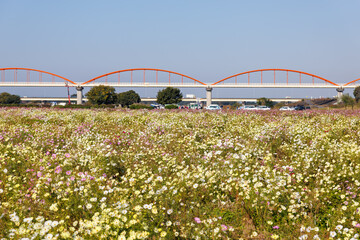 大芦橋と満開のコスモスが咲く、コスモスフェスティバル（コスモスアリーナふきあげ）
埼玉県鴻巣市-2024

