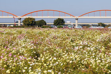 大芦橋と満開のコスモスが咲く、コスモスフェスティバル（コスモスアリーナふきあげ）
埼玉県鴻巣市-2024
