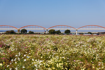 大芦橋と満開のコスモスが咲く、コスモスフェスティバル（コスモスアリーナふきあげ）
埼玉県鴻巣市-2024

