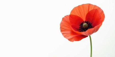 Single red poppy isolated on a white background with subtle texture, simple, photography