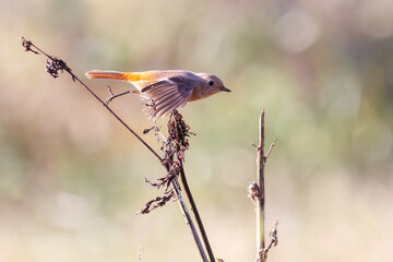 雌の飛び出し飛翔する可愛いジョウビタキ（ヒタキ科）
英名学名：Daurian Redstart (Phoenicurus auroreus)
コスモスフェスティバル（コスモスアリーナふきあげ）
埼玉県鴻巣市-2024

