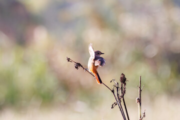 雌の飛び出し飛翔する可愛いジョウビタキ（ヒタキ科）
英名学名：Daurian Redstart (Phoenicurus auroreus)
コスモスフェスティバル（コスモスアリーナふきあげ）
埼玉県鴻巣市-2024

