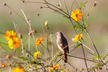 雌の花の中に佇む可愛いジョウビタキ（ヒタキ科）
英名学名：Daurian Redstart (Phoenicurus auroreus)
コスモスフェスティバル（コスモスアリーナふきあげ）
埼玉県鴻巣市-2024

