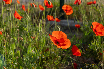 Fototapeta premium blossom red poppies