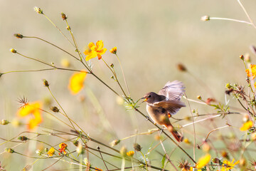 雌の飛び出し飛翔する可愛いジョウビタキ（ヒタキ科）
英名学名：Daurian Redstart (Phoenicurus auroreus)
コスモスフェスティバル（コスモスアリーナふきあげ）
埼玉県鴻巣市-2024

