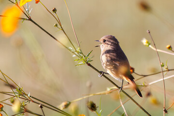 雌の花の中に佇む可愛いジョウビタキ（ヒタキ科）
英名学名：Daurian Redstart (Phoenicurus auroreus)
コスモスフェスティバル（コスモスアリーナふきあげ）
埼玉県鴻巣市-2024

