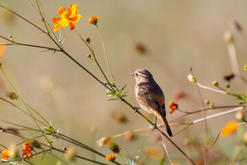 雌の花の中に佇む可愛いジョウビタキ（ヒタキ科）
英名学名：Daurian Redstart (Phoenicurus auroreus)
コスモスフェスティバル（コスモスアリーナふきあげ）
埼玉県鴻巣市-2024

